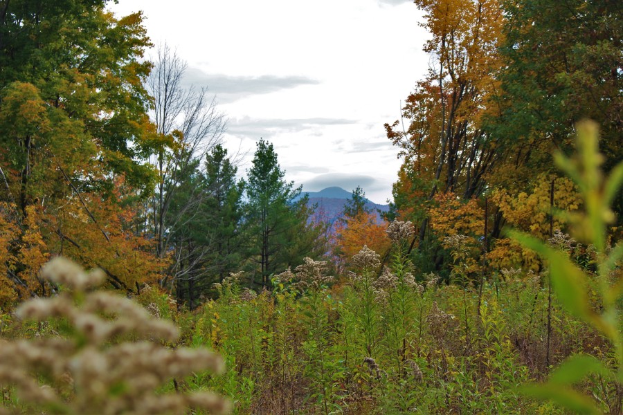 Richmond Town Forest The Conservation Alliance